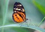 Tigerwing (Tithoria harmonia ).jpg