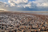 strand met schelpen bij Oostkapelle