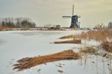 Oogst van riet 