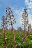 Groot hoefblad