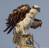 Osprey