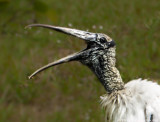 Wood Stork