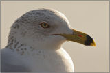 CRW_4762.jpg