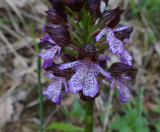 Orhis purpurea, Ginestra Fiorentina