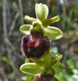 Ophrys incubacea, Ginestra Fiorentina