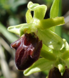 Ophrys incubacea (sphegodes?), Ginestra Fiorentina