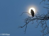 Bald Eagle at Moonset     1