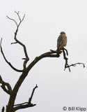 Red-Shouldered Hawk 2