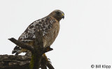 Red-Tailed Hawk   1