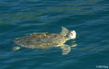 Sea Turtle  1