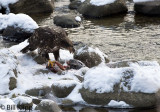 Bald Eagle Eating Fish   5