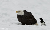 Bald Eagle & Magpie   24