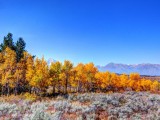 Fall Colors in Grand Teton National Park