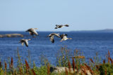 Greylag Goose / Grgs