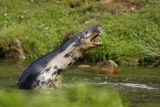 Halichoerus grypus (grsl)