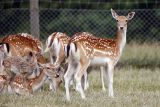 Fallow Deer (Dovhjort)