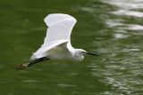 005 - Little Egret
