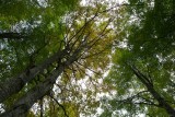 Foresta del Cansiglio