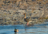 Kleine Rietgans/Pink Footed Goose Knokke - Heist