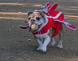 The Fetching Red Baron