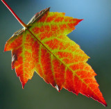 Fall Leaves Rossmoor_0242_edited-1.jpg