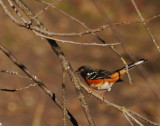 Towhee, Spotted