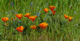 Poppies & Lupine