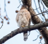 Coopers Hawk