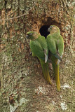Maroon-bellied Parakeets (<i>Pyrrhura frontalis</i>)