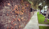 fence divides, path connects