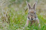 rabbit - konijn - lapin