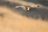 short-eared owl - velduil - hibou des marais