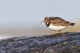turnstone - steenloper - tournepierre à collier