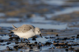 sanderling - drieteenstrandloper - bécasseau sanderling