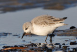 sanderling - drieteenstrandloper - bécasseau sanderling