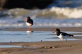 oystercatcher - scholekster - huîtrier pie