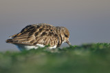 turnstone - steenloper - tournepierre à collier