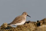 dunlin - bonte strandloper - bcasseau variable