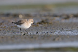 dunlin - bonte strandloper - bécasseau variable