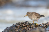purple sandpiper - paarse strandloper - bécasseau violet