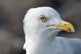 herring gull - zilvermeeuw - goéland argenté