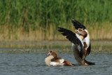 egyptian goose - nijlgans - ouette d'égypte