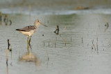 greenshank - groenpootruiter - chevalier aboyeur