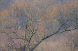 buzzard - buizerd - buse variable