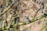 brambling - keep - pinson du nord