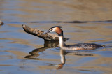 great crested greeb - fuut - grèbe huppé