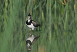 lapwing - kievit - vanneau huppé