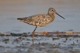 spotted redshank - zwarte ruiter - chevalier noir