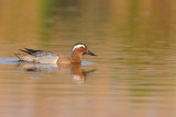 garganey - zomertaling - sarcelle dt