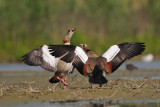 egyptian goose - nijlgans - ouette d'égypte